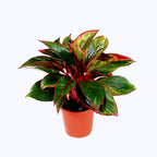 Red Lipstick Plant | Aglaonema Siam Plant