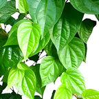 Betel Leaf (Paan) | Betel Leaf Plant