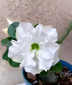 White Bonsai Plant | Adenium Plant