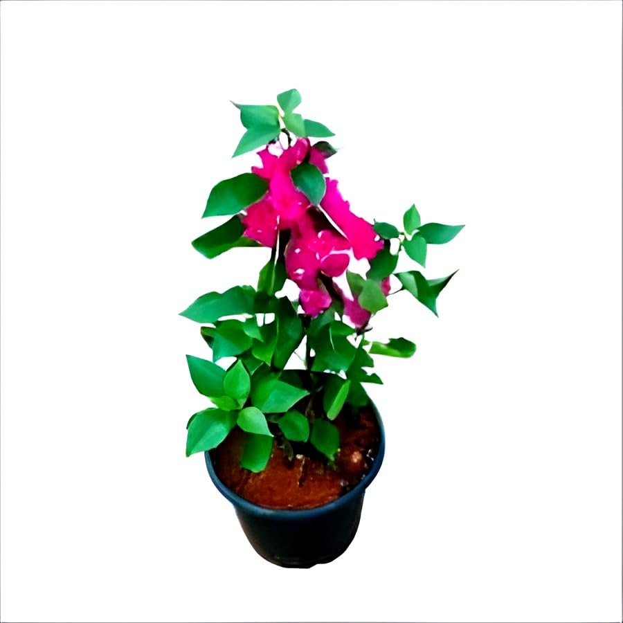 Pink Bougainvillea Flower | Pink Bougainvillea Plant
