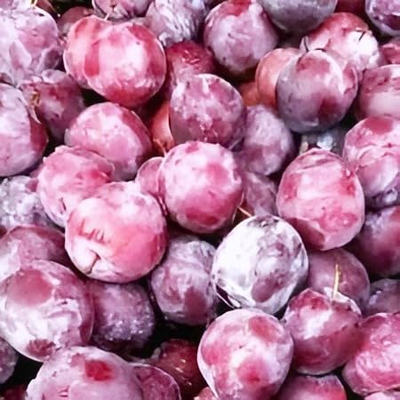 Thai Phalsa Fruit | Thai Phalsa Plant