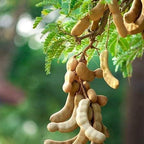 Tamarind (Imli) | Tamarind Plant