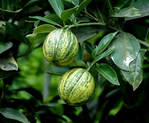 Mosambi Fruit | Sweet Lemon Plant