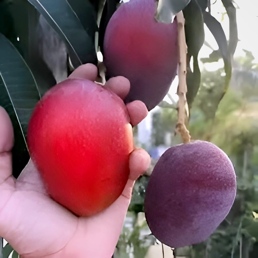 Miyazaki Mango Fruit | Miyazaki Mango Plant