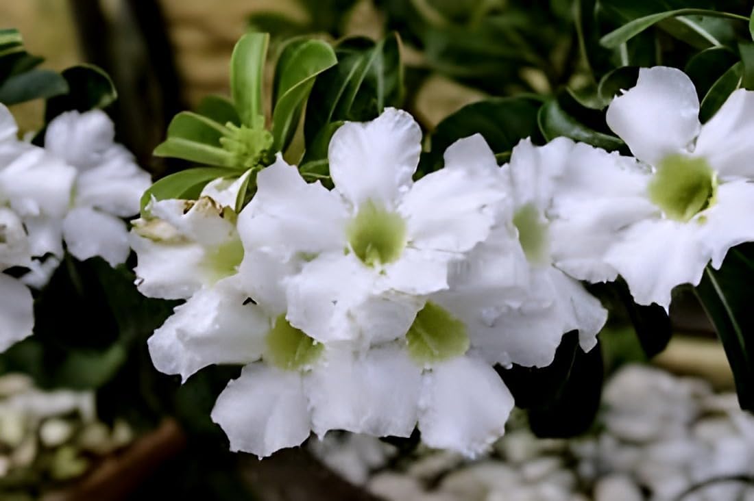 White Bonsai Plant | Adenium Plant