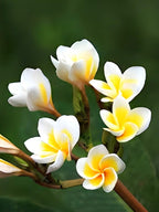 Champa Flower | Plumeria Plant