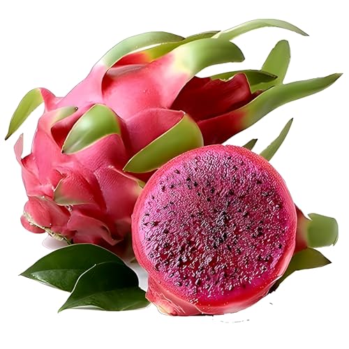 Dragon Fruit | Dragon Fruit Plant