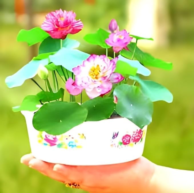 Micro Lotus Tuber Live Plant