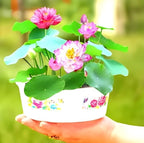 Micro Lotus Tuber Live Plant