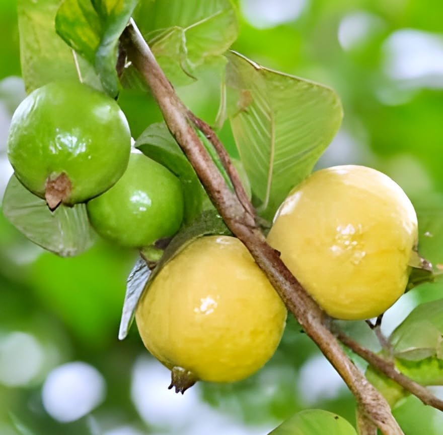 Mexican Guava Fruit | Mexican Guava Plant