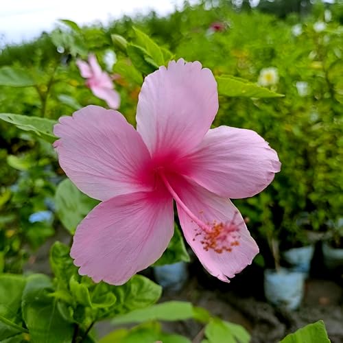 Pink Hibiscus Flower | Pink Hibiscus Plant