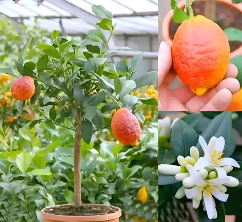 Red Lemon Fruit | Red Lemon Plant