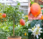 Red Lemon Fruit | Red Lemon Plant