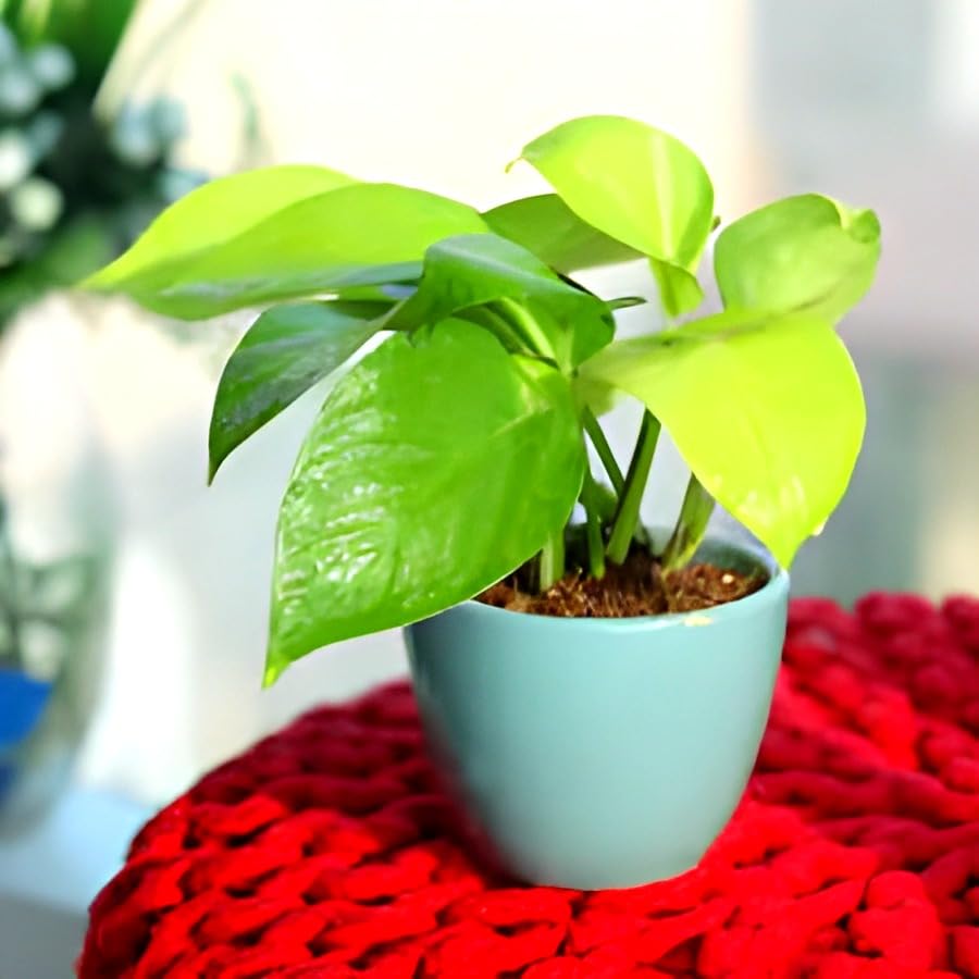 Golden Money Plant | Money Plant