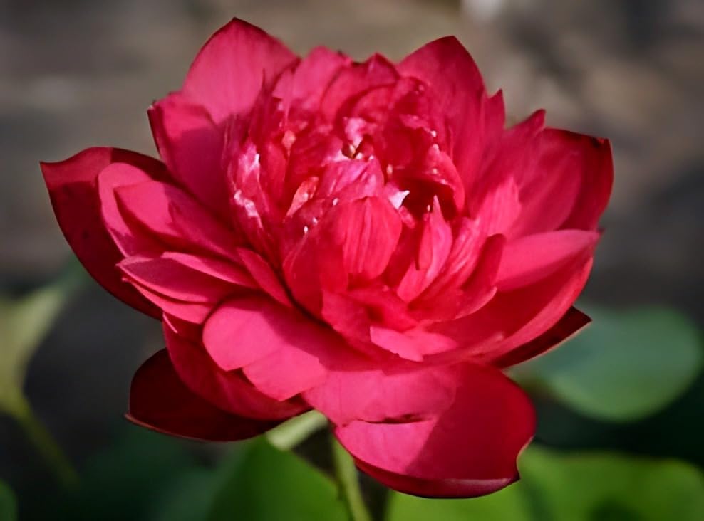 Hybrid Big Lily Red Lotus Plant