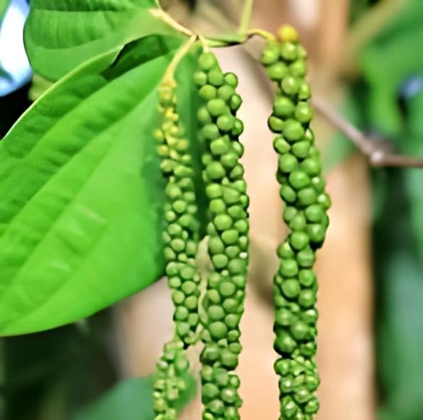 Black Pepper (Kali Mirch) | Black Pepper Plant