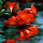 Red Tecome Flower | Red Tecome Plant
