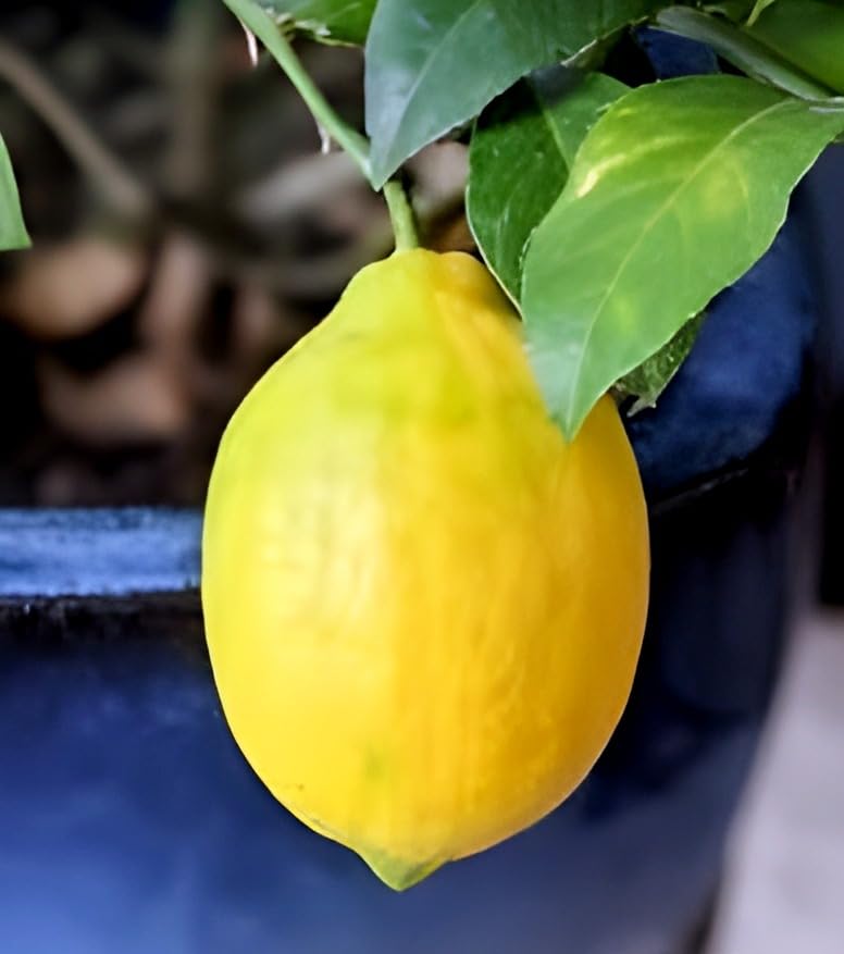 Meyer Lemon Fruit | Dwarf Meyer Lemon Plant