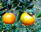 Darjeeling Orange Fruit | Darjeeling Orange Plant
