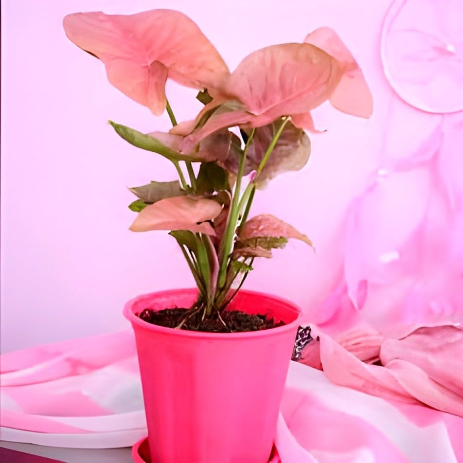 Arrowhead Plant | Pink Syngonium Plant