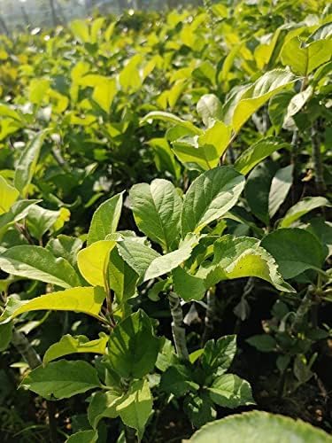 Golden Apple Fruit | Golden Apple Plant