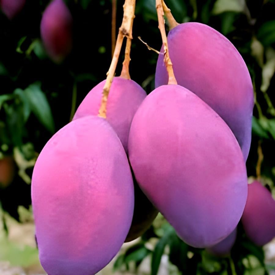 Palmer Mango Fruit | Palmer Mango Plant