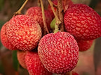 Bombay Lychee Fruit |Lychee Plant