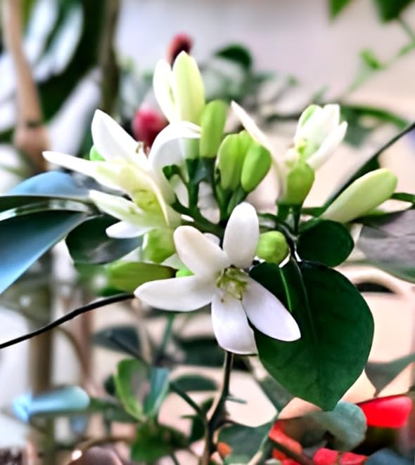 Madhu Kamini Flower | Madhu Kamini Plant