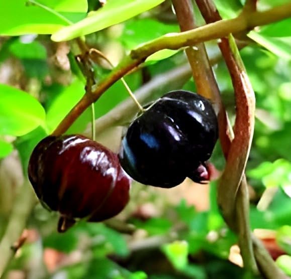 Black Suriman Cherry Fruit | Black Suriman Cherry Plant