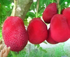 Vietnam Red Jackfruit | Red Jackfruit Plant