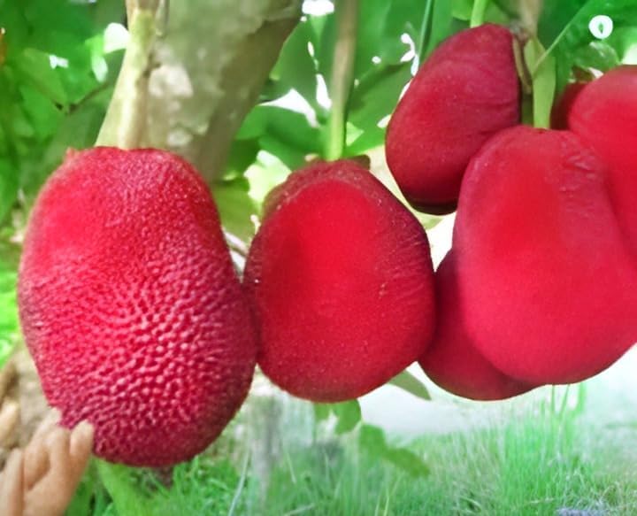 Vietnam Red Jackfruit | Red Jackfruit Plant
