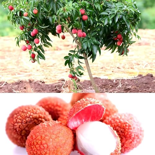 Lychee Fruit | Lychee Plant