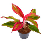 Red Lipstick Plant | Aglaonema Siam Plant