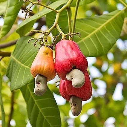 Cashew Apple | Cashew Nut Plant