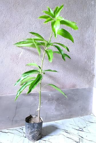Red Ivory Mango Fruit | Red Ivory Mango Plant