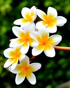 Champa Flower | Plumeria Plant