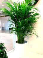 Areca Palm | Areca Palm Plant
