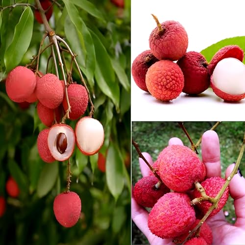 Lychee Fruit | Lychee Plant