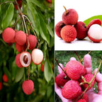 Lychee Fruit | Lychee Plant