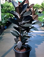 Rubber Plant | Ficus Rubber Plant