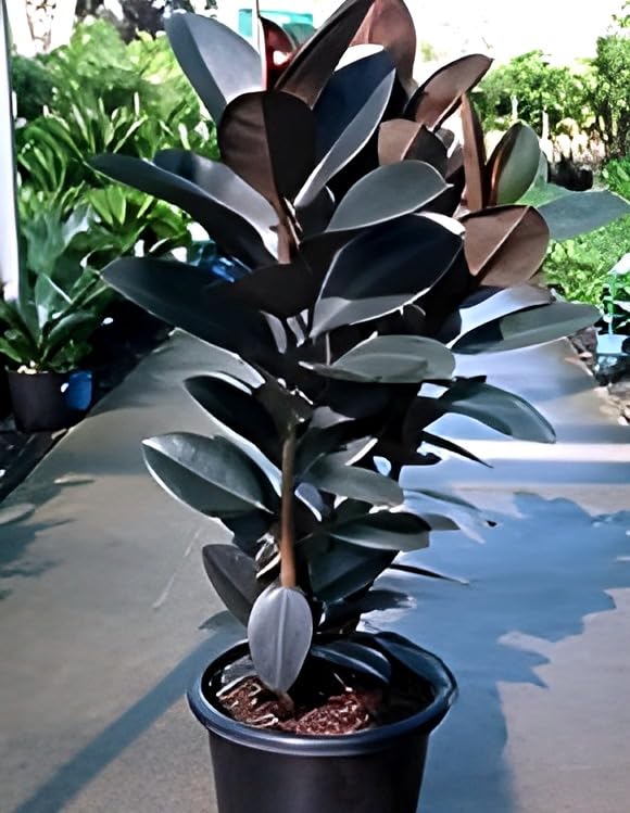 Rubber Plant | Ficus Rubber Plant