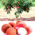 Bombay Lychee Fruit |Lychee Plant