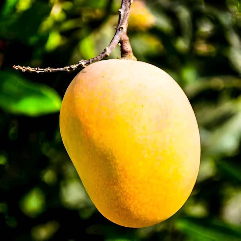 Alphonso Mango Fruit | Alphonso Mango Plant
