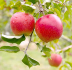 Heirloom Apple Fruit | Heirloom Apple Plant