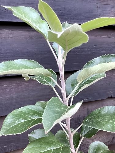 Heirloom Apple Fruit | Heirloom Apple Plant