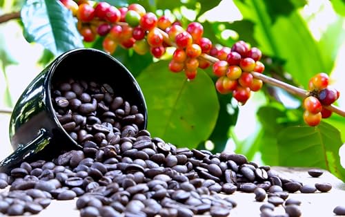 Dwarf Plant | Dwarf Coffee Plant