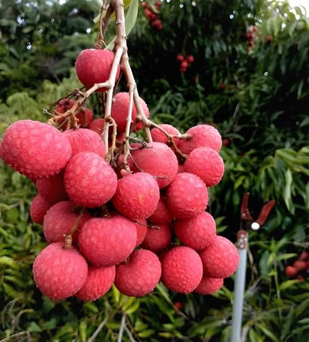Lychee Fruit | Lychee Plant