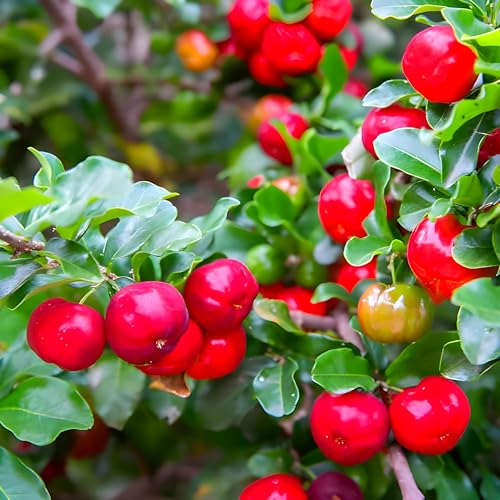 Barbados Cherry Fruit | Barbados Cherry Plant
