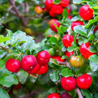 Barbados Cherry Fruit | Barbados Cherry Plant