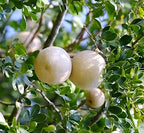 Wood Apple Fruit (Kotbel) | Wood Apple Plant
